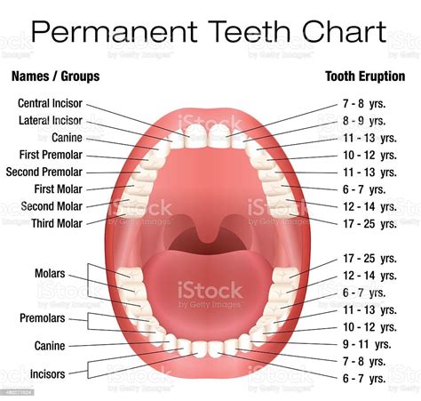 Teeth Names Permanent Adult Dentition Notation Stock Illustration