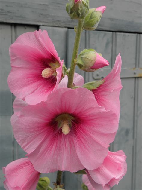 Pink Hollyhocks 꽃 과일 꽃 식물