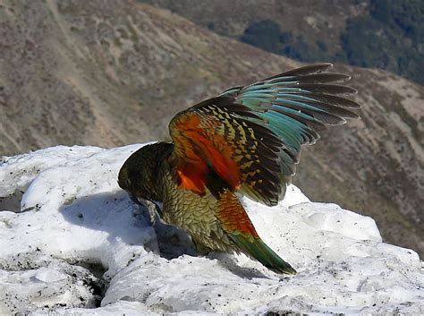 Free Images Nature Snow Bird Wing Wildlife Beak Alpine Fauna