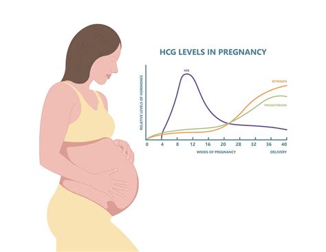 The Role Of Estrogen In Pregnancy
