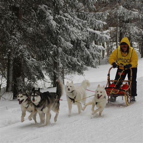 Dog Sledding Wallpapers High Quality Download Free