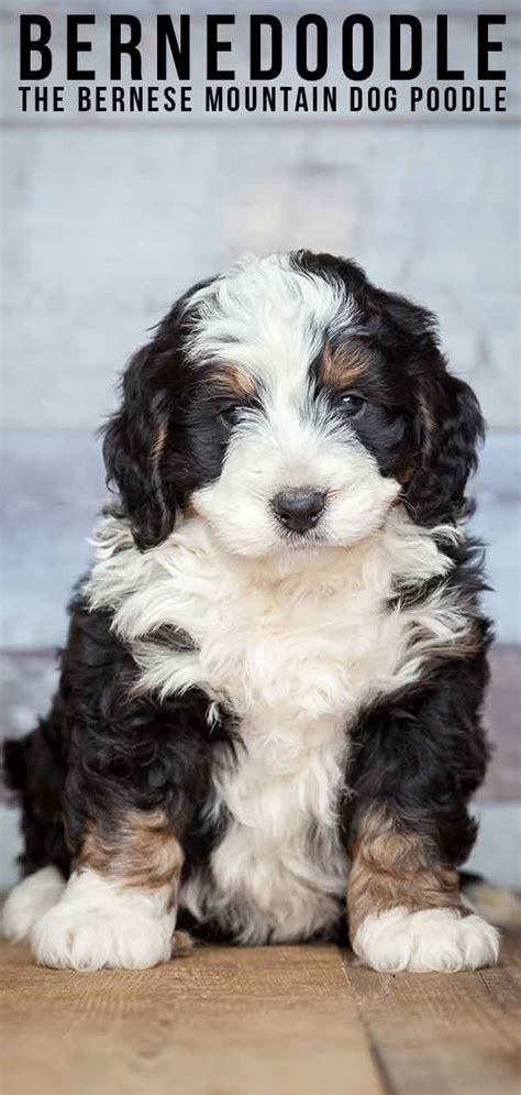 Bernedoodle The Bernese Mountain Dog Poodle Mix