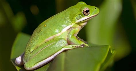 What Do Green Tree Frogs Eat Imp World