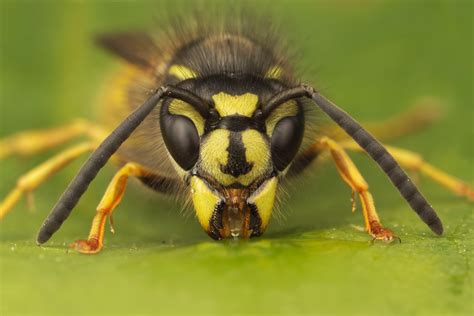 Wasp Common Wasp