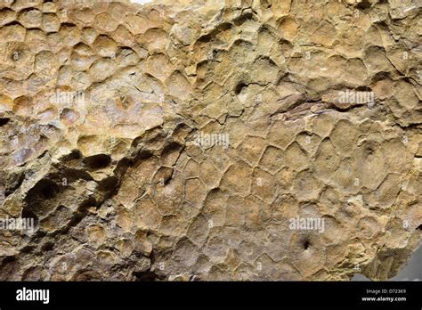 Fossilized Imprint Of Triceratops Dinosaur Skin Stock Photo Alamy