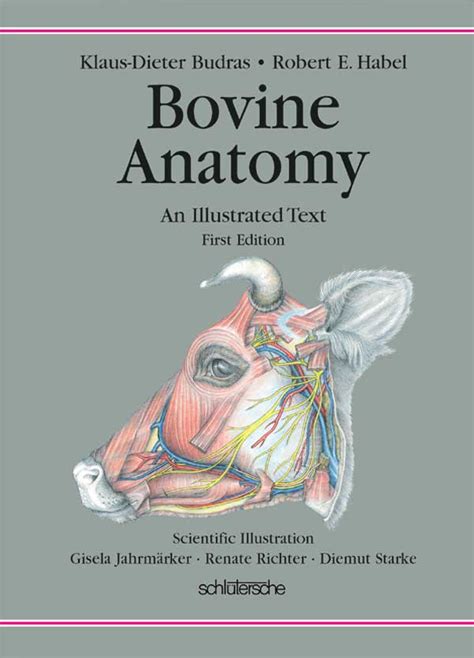 Bovine Anatomy An Illustrated Text Vetbooks