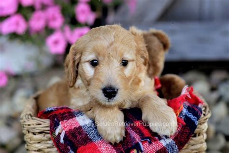 There is one thing to watch out. Annie | AKC Golden Retriever Puppies for Sale in Ohio
