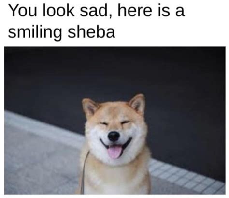 Ahh Thats Better Shiba Inus Shibes Know Your Meme