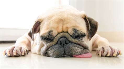 Lethargic Dog Signs You Need To Call The Vet Readers Digest