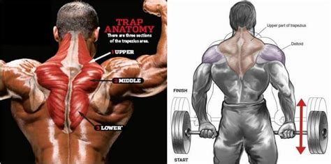 Traps Workout And Training Plan To Build Towering Traps