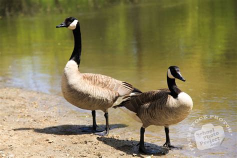 Canada Goose Free Stock Photo Pair Of Standing Wild Geese Royalty