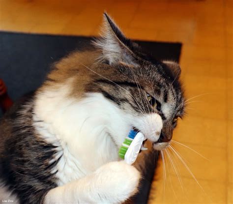 Brushing A Cats Teeth 9 Tips For Brushing At Home