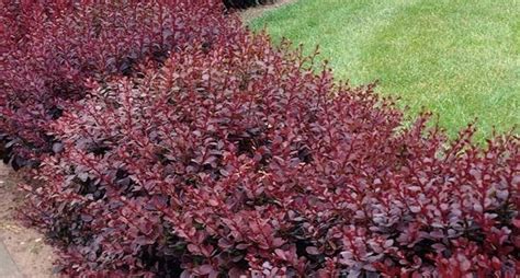 Piante sempreverdi da vaso per terrazza e balcone. Piante per siepi sempreverdi - Siepi - Caratteristiche ...