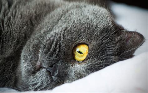 4k Free Download British Shorthair Yellow Eyes Domestic Cat Cats
