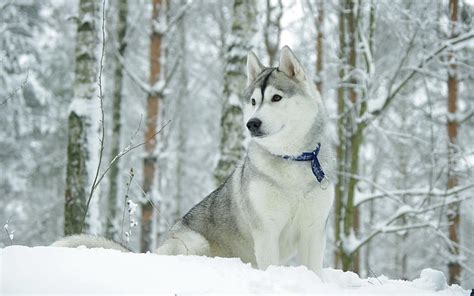 Hd Wallpaper Adult Siberian Husky Dog Collar Snow Hunting Sled