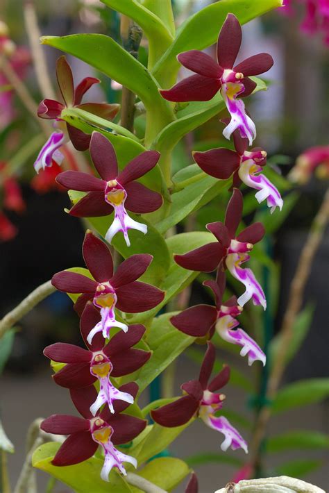 Hoa Phong Lan Vi T Vietnam Orchids Trichoglottis