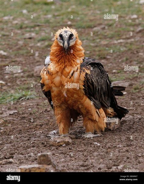 Bearded Vulture Lammergeier Gypaetus Barbatus Lammergeyer Found Throughout Southern Europe