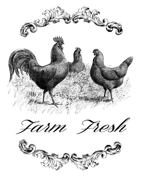 Farm Fresh Three Chickens Hen Rooster By Digitaldownloadshop Vintage
