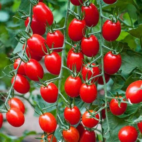 20 Biji Benih Tomat Chery Merah Tropical Ruby Bibit Tanaman Sayur