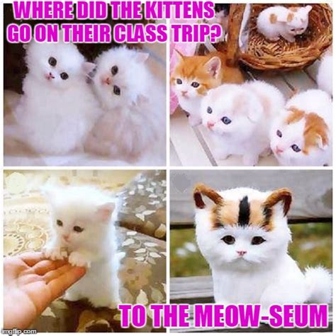 14 Cute Memes Kittens Factory Memes