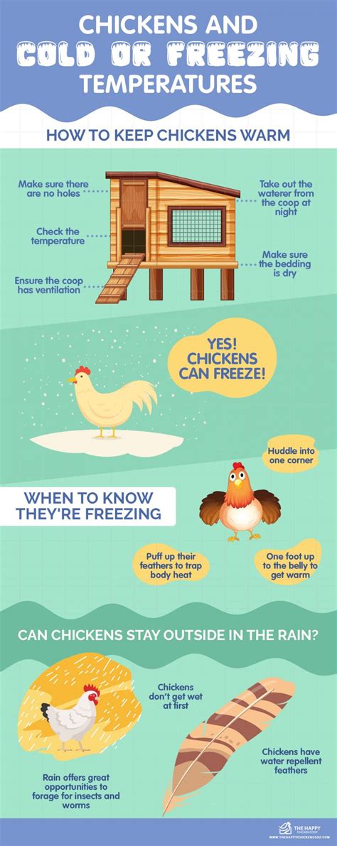 Chickens And Cold Or Freezing Temperatures The Happy Chicken Coop