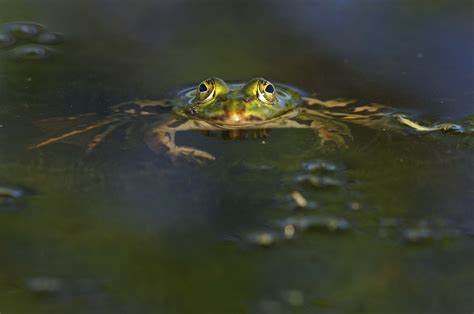 Wallpaper Eyes Water Reflection Wildlife Frog Amphibian Pond