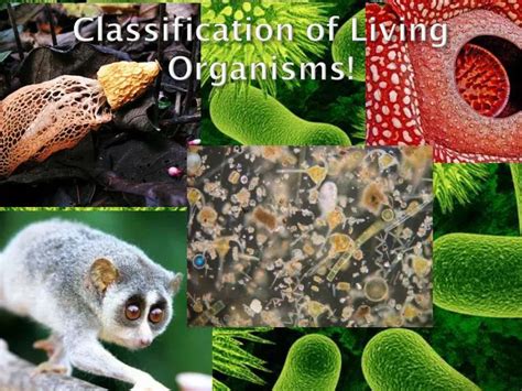 Ppt Classification Of Living Organisms Powerpoint Presentation Free Download Id 2285722
