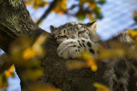 10 Adorable Snow Leopard Photos To Celebrate The Fact That Theyre No