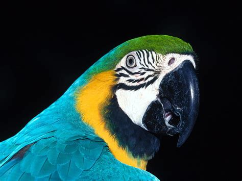 Untitled Blue And Yellow Macaw Macaw Parrot Hd Wallpaper Peakpx