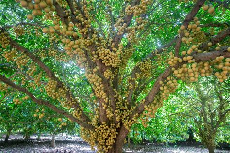 Polynesian Produce Stand ~burmese Grape~ Baccuarea Ramiflora Mafai