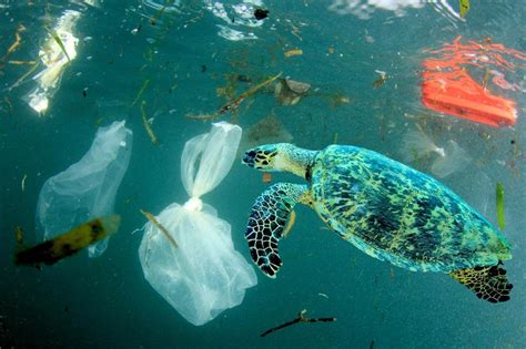 These Images Show The True Impact Of Plastics On Our Oceans Loveexploring Com