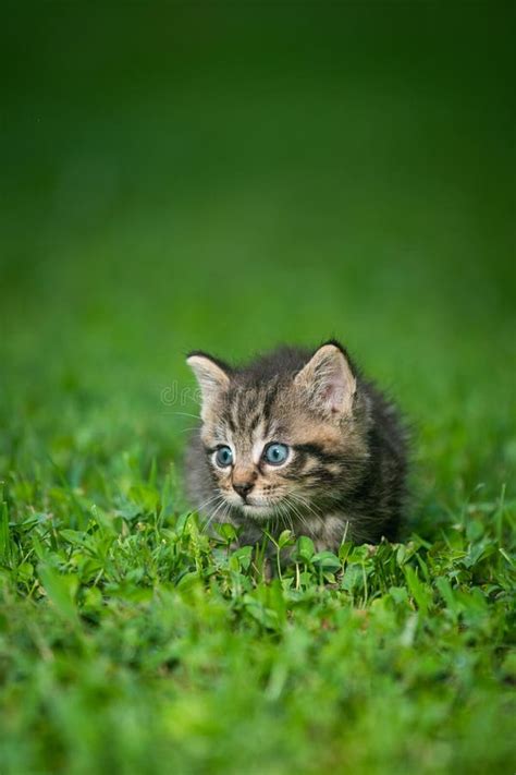 Cute Tabby Kitten In The Grass Stock Photo Image Of Domestic Yard