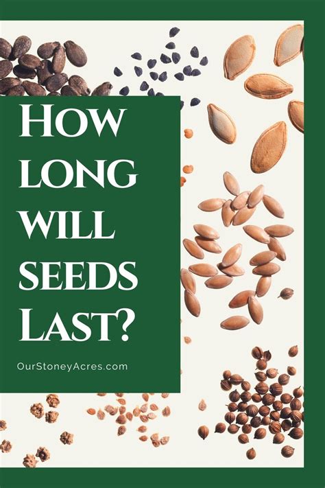 How Long Do Seeds Last In Storage Our Stoney Acres