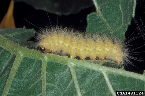 Saltmarsh Caterpillar Estigmene Acrea