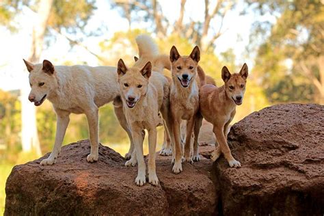 Dingoes Are Both Pest And Icon Now Theres A New Reason To Love Them