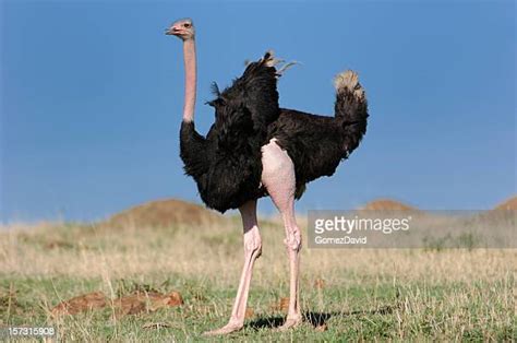 Ostrich Legs Photos And Premium High Res Pictures Getty Images