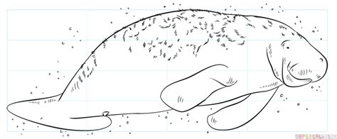 How To Draw A Manatee Step By Step Drawing Tutorials