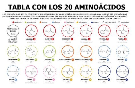 Tabla De Los 20 Aminoácidos Tipos Funciones Y Características