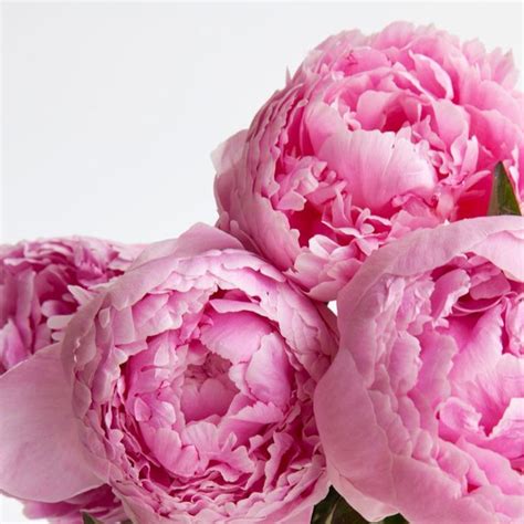 Pink Peonies Same Day Delivery Available Free Next Day Delivery Uk Wide Sarah Bernhardt