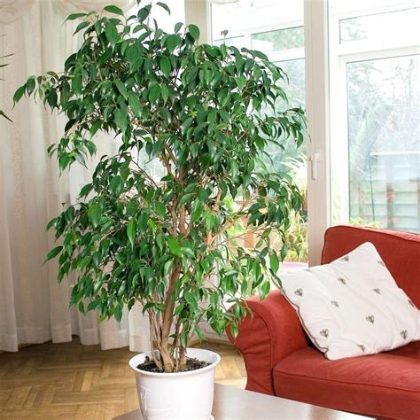Ficus Benjamina Exotica Weeping Fig Cm Plant In A Cm Pot Buy