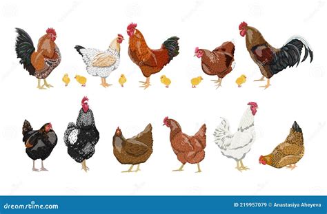 A Set Of Domestic Hens Roosters And Chickens Of Different Colors And