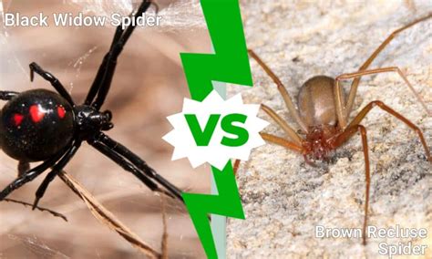 Black Widow Spider Vs Brown Recluse Spider 5 Differences Imp World