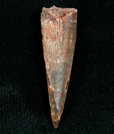 117 Pterosaur Tooth Tegana Formation For Sale 7182