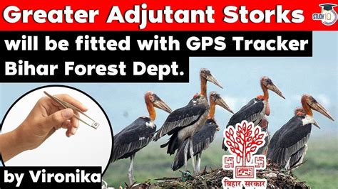 Greater Adjutant Storks Will Be Fitted With Gps Tracker Bihar Govt