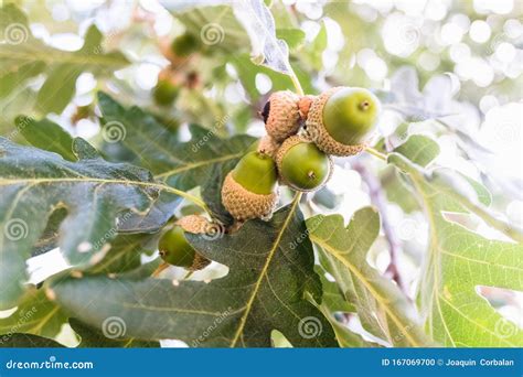 Acorns Growing In Summer On An Oak Tree In A Forest On A Sunny Day