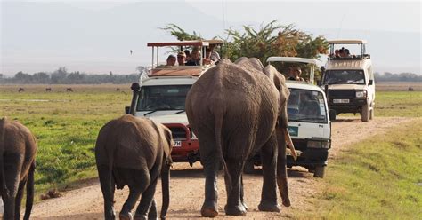 Nairobi 4 Tägige Amboseli Tsavo West And Ost Geführte Safari Getyourguide