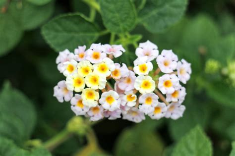 We did not find results for: An Alphabetical List of Tropical Flower Names With Facts ...