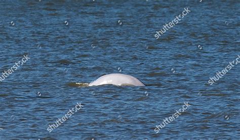 Beluga Whale Swims River Thames Near Editorial Stock Photo Stock