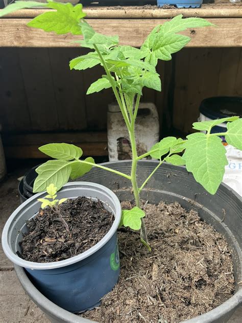 When To Feed Tomato Plants In Pots For Thriving Lush Tomatoes