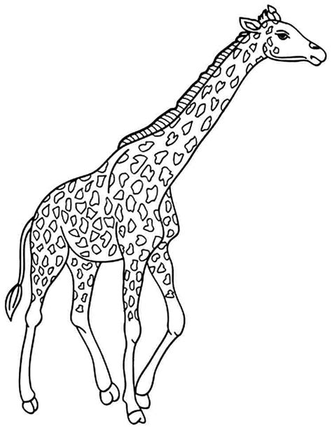 Animal Coloring Pages Giraffe At Getdrawings Free Download